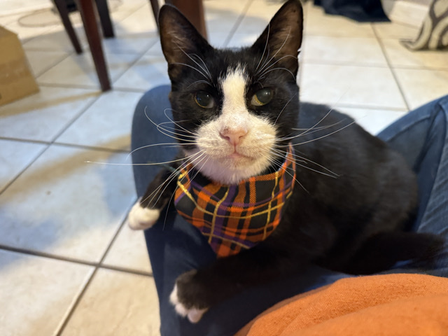 American Shorthair – Meet Tigger - Conqueror of your lap and heart – Jacksonville