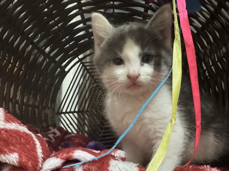 Others - Two gray and white short domestic kittens available for adoption in Vancouver