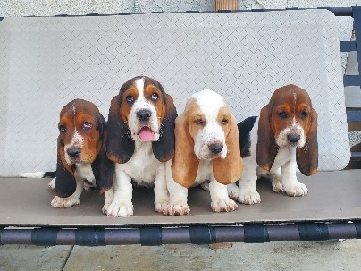 basset hound 