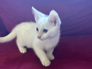 Hissy (8-10 weeks)