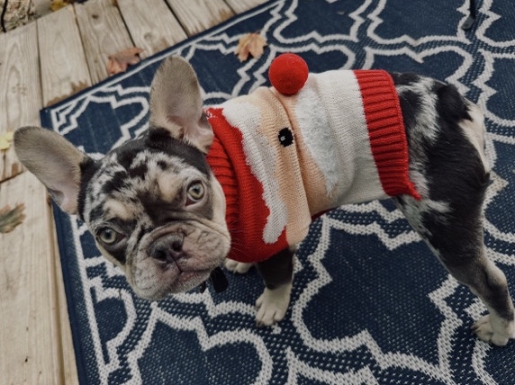 French Bulldog – Merle French Bulldog – Rehoming to Loving Home – Ardmore