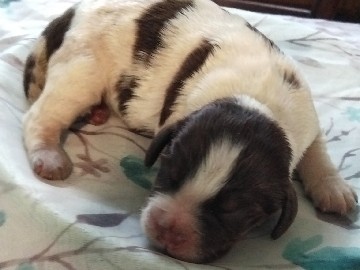 Springer Spaniels pups