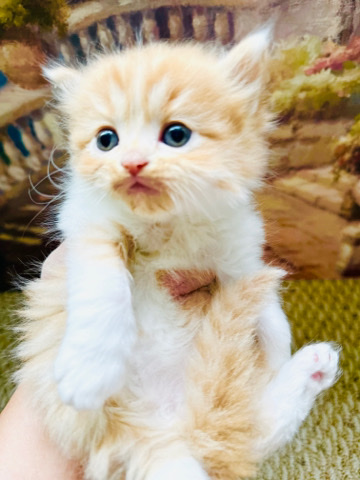 Persian (Traditional) – Persian kitten