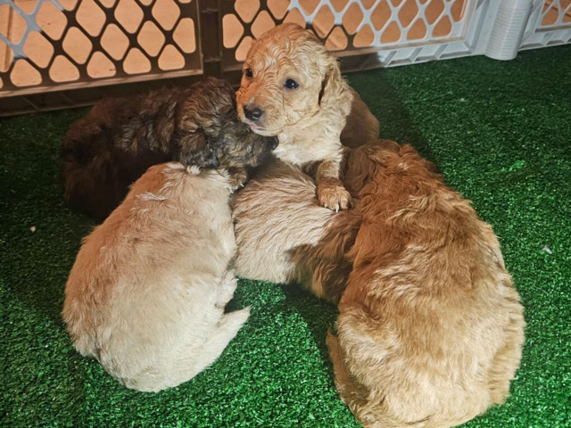 Mini Goldendoodle Puppies