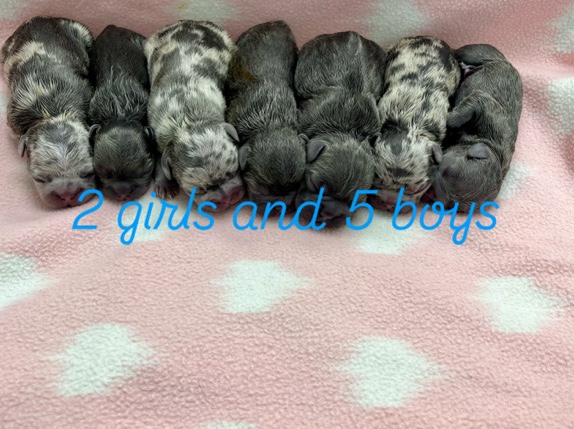 French Bulldog – French Bulldog Puppies – Tamarac