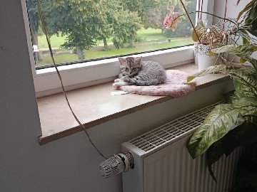 British Shorthair - Kater BKH zuverkaufen available for adoption in Köln