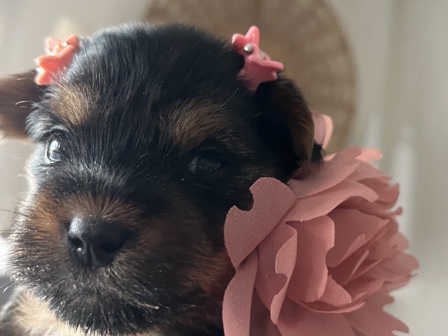 Sweet female Yorkie
