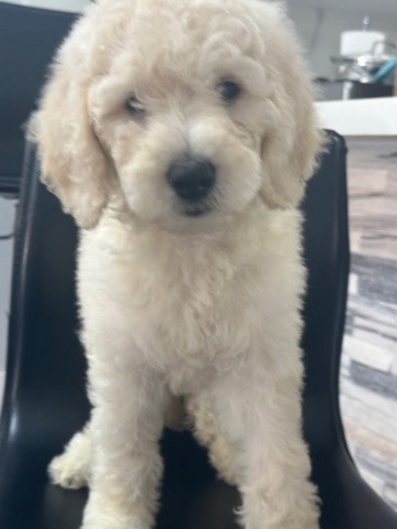 Poodle – Golden doodle