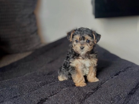 female Maltase puppy – Milwaukee