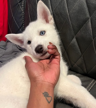 Siberian Husky – rehome