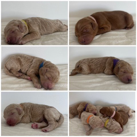 F1b Goldendoodle