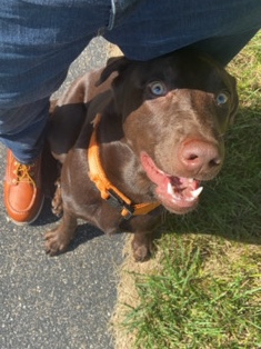 Labrador Retriever – Jack (pure chocolate lab)