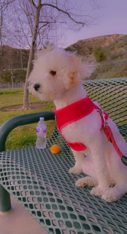 toy poodle