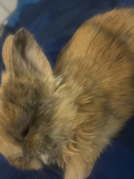 Beveren – bunny look to rehome – Las Vegas