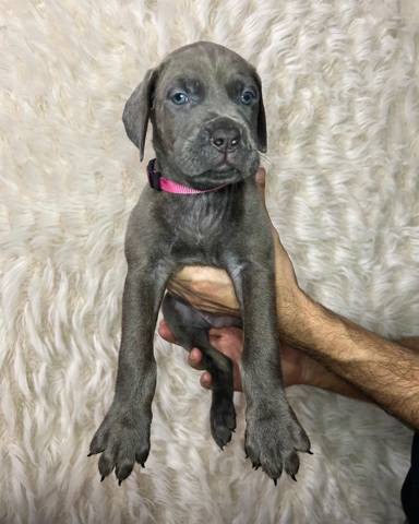 Cane Corso – We have 9 beautiful cane Corso’s  Italian bloodlin