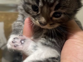 Selling My Kitten – Lauderhill