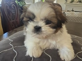 Shih Tzu – puppies – Victorville