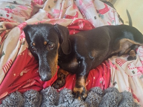 Dachshund – scooby the puppy – Surrey