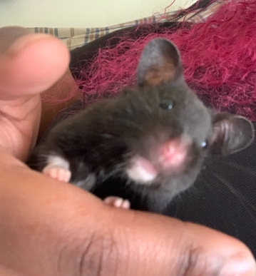 Any – Syrian Hamster