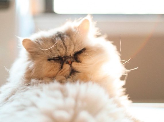 Persian (Modern) – Persian oldie – Coldwater