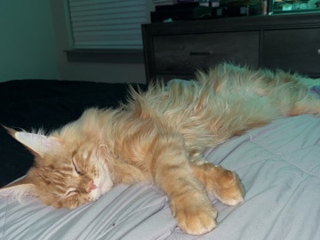 Maine Coon – Maine **** – Nashville
