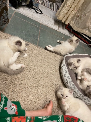 Ragdoll – furry fooferz