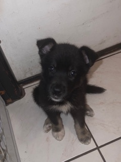 Labrador Husky – Princess