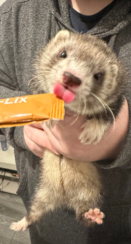 ferret – ferret kit