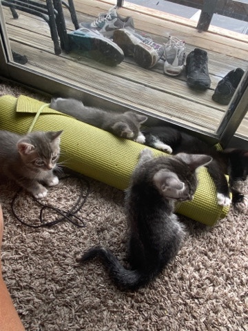 Australian Mist – litter of tabby cats