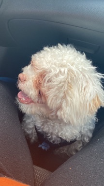 Poodle – Kylo