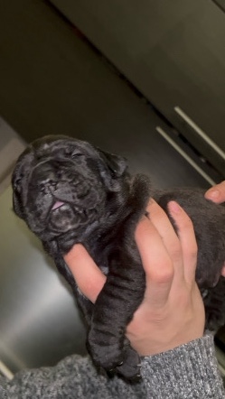 Cane Corso – Full bread cane corso puppies