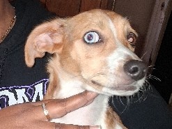 Chihuahua – His name is Soul – Fayetteville