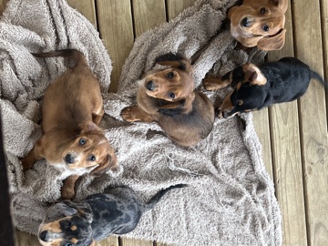 Dachshund - puppies for sale available for adoption in Sydney