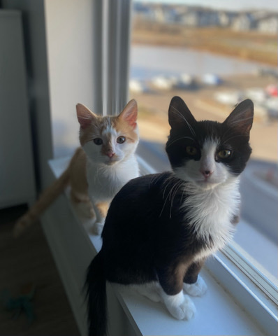 European Shorthair – Kittens ($200ea) or $350 for both.