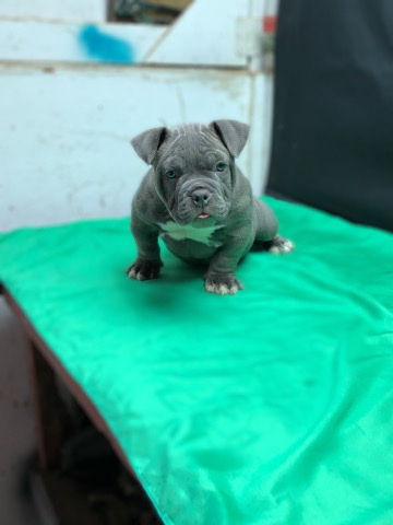 American Bulldog – exotic micro bully