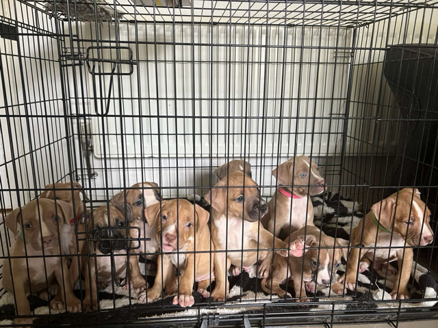 Boxer – boxer x American bulldog