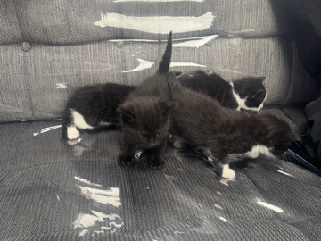 British Shorthair – Kittens for sale – Banff