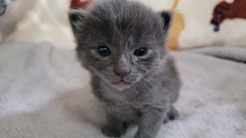 Manx – manx male kitten