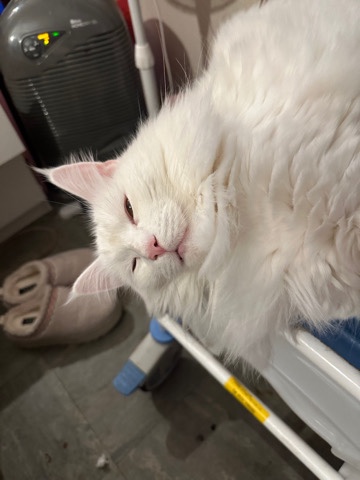 Maine Coon – white mainecoon for sale