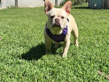 French Bulldog – French bulldog male – Millstone Township