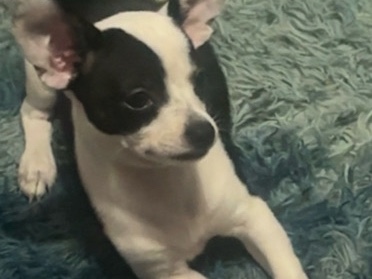 Chihuahua – chihuahua-girl-Cookie – Michigan City