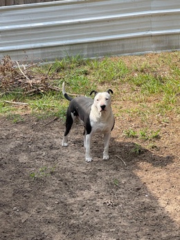 American Pit Bull Terrier – mr Oreo