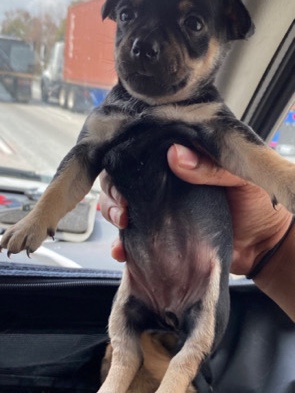 Miniature American Shepherd – sell puppy