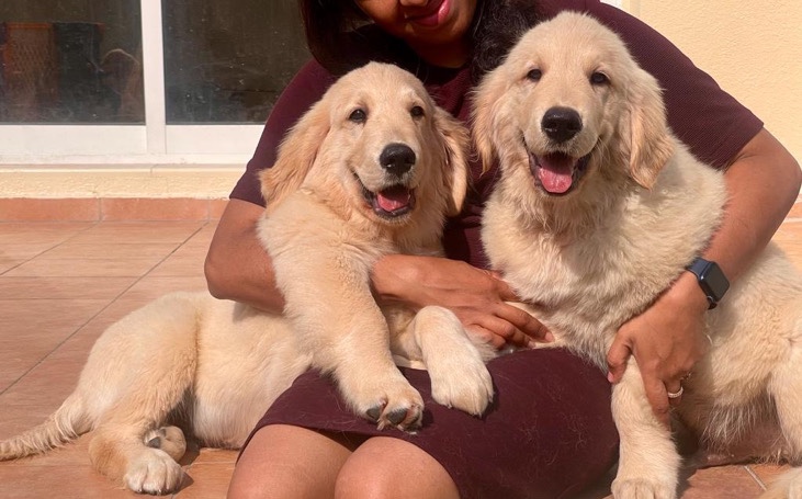 Golden Retriever – golden retriever puppy