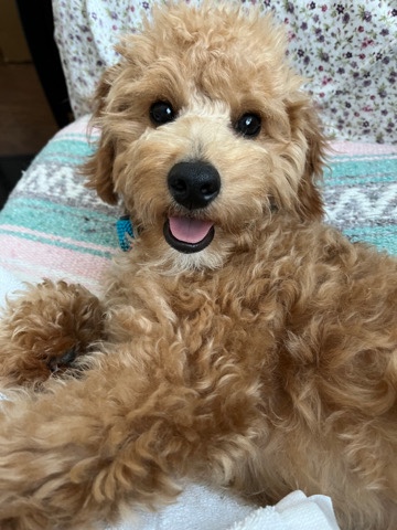 Poodle – Male cavapoo
