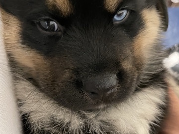 Image of Siberian Husky