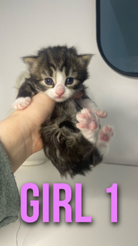 5 beautiful kittens