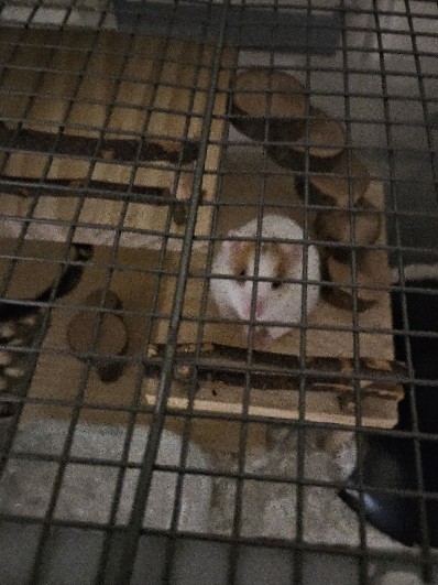 Any – hampster