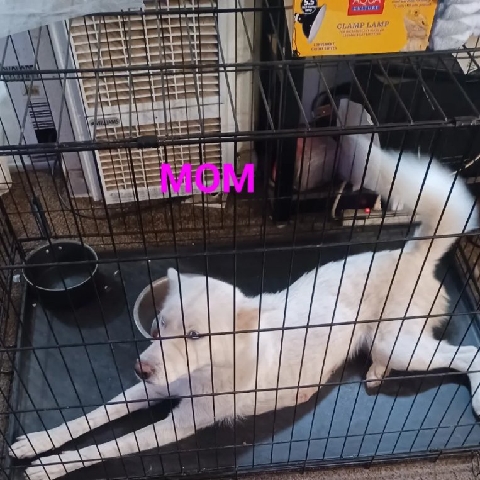 Siberian Husky – need rehoming