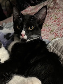 Help this kitty find home ❤️